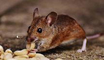 24 Hour & Emergency Exterminators in Lwrnce, KS